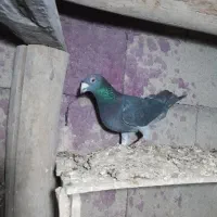 نر چاپی. ککیلی نروماده با جوجه هاش.آلامزک ماده چاپ|پرنده|اردبیل, |دیوار