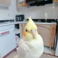 عروس هلندی گم شده