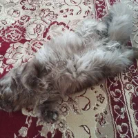 دختر پشمالو آروم و بغلی|گربه|سبزوار, قائم|دیوار