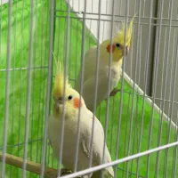 عروس هلندی لوتینو طوطی عروس|پرنده|مشهد, هفده شهریور|دیوار