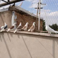 کبوتر سالم واکسن خورده اس به شرط