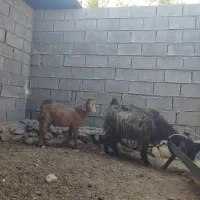 فروش بز کهره دار|حیوانات مزرعه|چرام, |دیوار