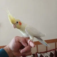 عروس هلندی لوتینو نر(۲عدد)