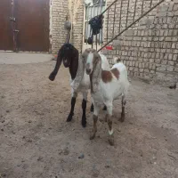 بزغاله ماده|حیوانات مزرعه|فرح دشت, |دیوار