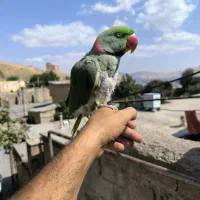 شاه طوطی