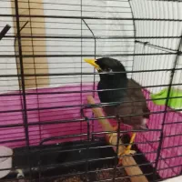 یک عدد مینا 5 ماه سخنکو