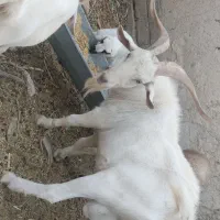 تکه سانن یک ونیم سال