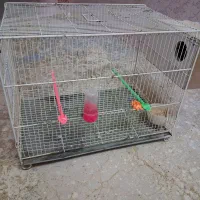 قفس ۶۰ در ۴۰ قفس جفتگاه