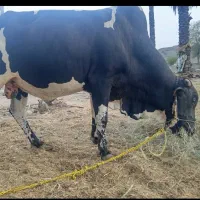 فروش گاو نر