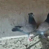 نرو ماده طاووسی کاکل پلاکی عتیقه نر شب بازی