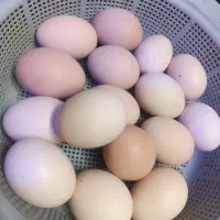 تخم محلی تازه درشت