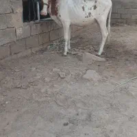 گوساله|حیوانات مزرعه|اهواز, الهائی|دیوار