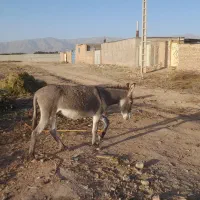 کره ماده گلگی