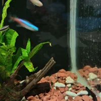 بچه ماهی رایگان|ماهی|شیراز, شهرک مهرگان|دیوار