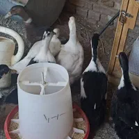 اردک|حیوانات مزرعه|اردکان, |دیوار