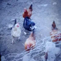 غاز و اردک|حیوانات مزرعه|مشگین شهر, |دیوار