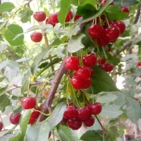 واگذاری سهم الارث باغ پدری