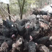 بوقلمون محلی ارگانیک|حیوانات مزرعه|املش, |دیوار