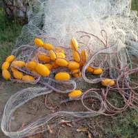 جل قایق حلوا|ماهیگیری|بمانی, |دیوار