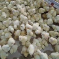 فروش مرغداری4200 متری با امکانات تمام اتومات|فروش دفتر صنعتی، کشاورزی، تجاری|سروستان, |دیوار