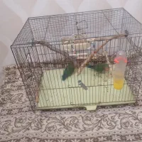 طوطی برزیلی