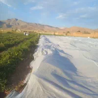 کاور(فوم) جلوگیری از سرمازدگی گوجه فرنگی|خدمات باغبانی و درختکاری|شیراز, ارم|دیوار