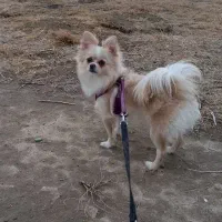 پامر شکم پر باردار