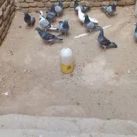 کبوتر پلاکی یا مسافتی