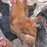 30عدد مرغ فروشی