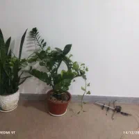 وسایل منزل|فرش|شاهرود, |دیوار