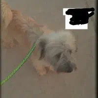 سگ شیتزو|سگ|اهرم, |دیوار