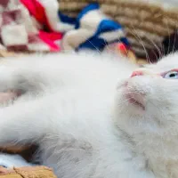 واگذاری بچه گربه