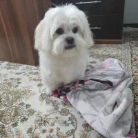 سگ ماده گمشده|حیوانات|شاهینشهر, پاسداران|دیوار