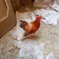 خروس پاپر نژاد برهما چاق سنگین وزن