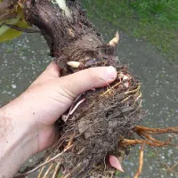 فروش پیاز باباآدم بصورت تکی و تعداد|گل و گیاه طبیعی|تهران, جمال‌زاده|دیوار