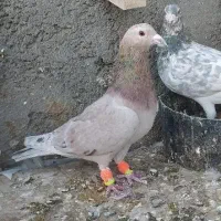 کبوتر|پرنده|سبزوار, توحیدشهر|دیوار