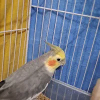 جفت عروس هلندی نروماده