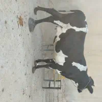 گاو آبستن ۸ماه در شادگان