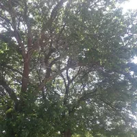 باغ انگور کنار جاده اصلی