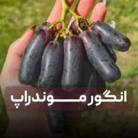 باغ بهشتی با انواع نهال میوه