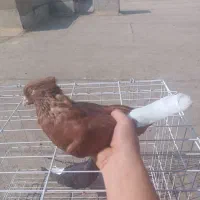 جفت کبوتر دم سفید