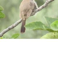 گمشده دم زرد