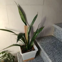 تعدادی گل وگلدان|گل و گیاه طبیعی|کرمانشاه, |دیوار