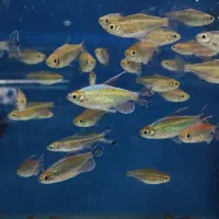 ماهی تترا کونگو