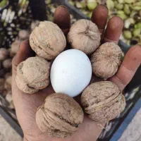 گردو رسیده مغز سفید