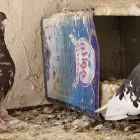 یجف یال نروماده درجه یک بشرط تخموجوجه|پرنده|طسوج, |دیوار