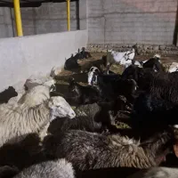 ۶راس شیشک آبستن  جوان داشتی فقط جفتی ۳۵تومن