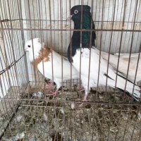 کبوتر کله سیاه نر پرنده شرطی|پرنده|باوی, |دیوار