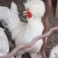خروس سلطان