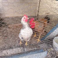 چهار غاز و قو  غاز و مرغ و خروس